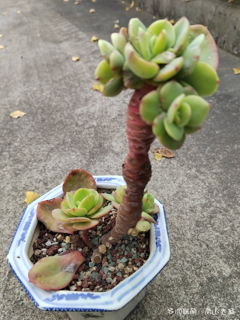 这个季节值得记录多肉的美