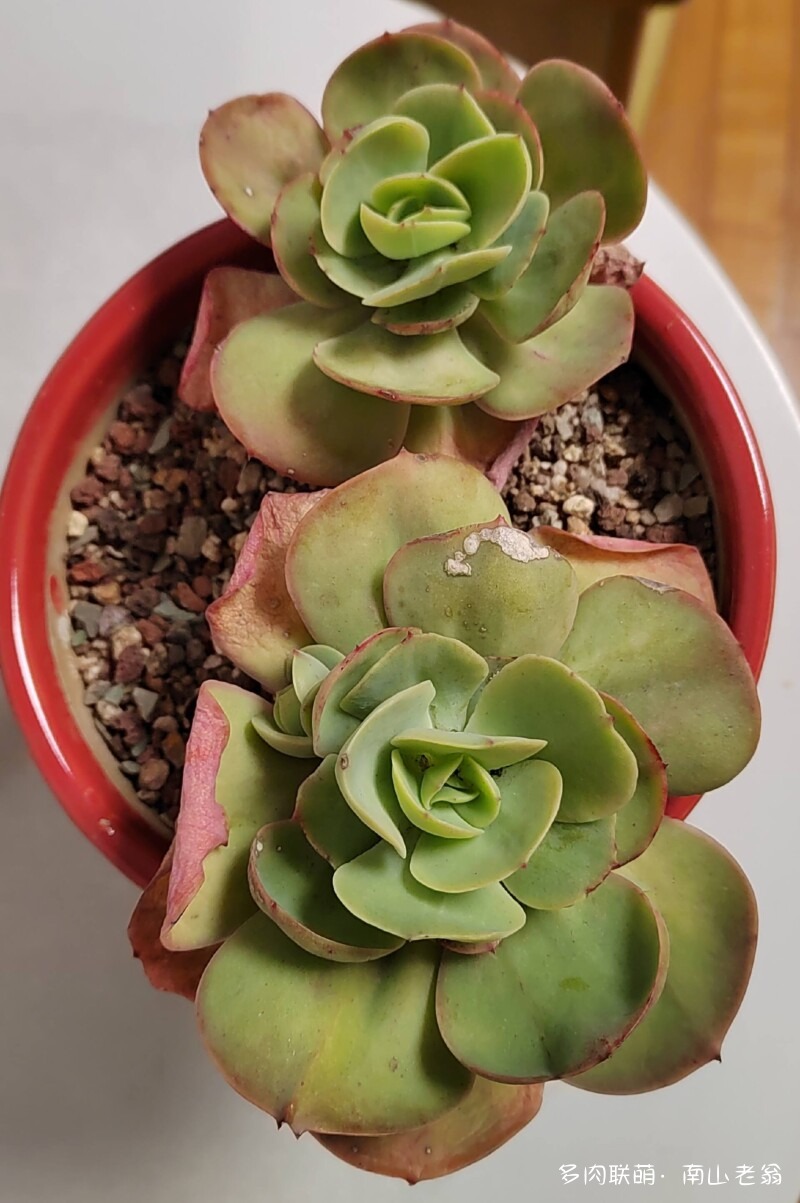 这个季节值得记录多肉的美