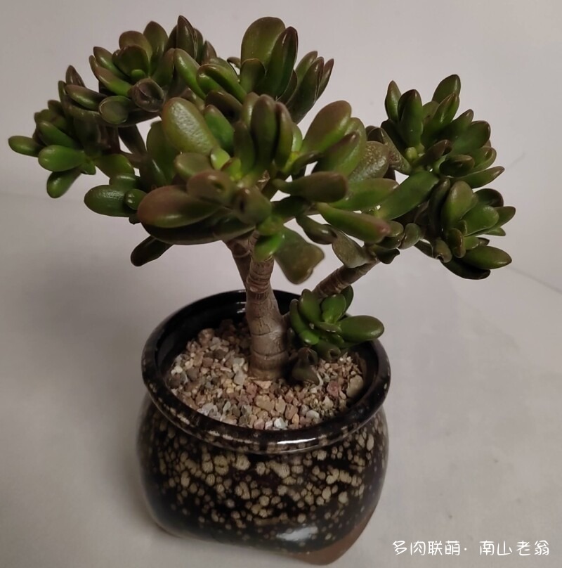 这个季节值得记录多肉的美
