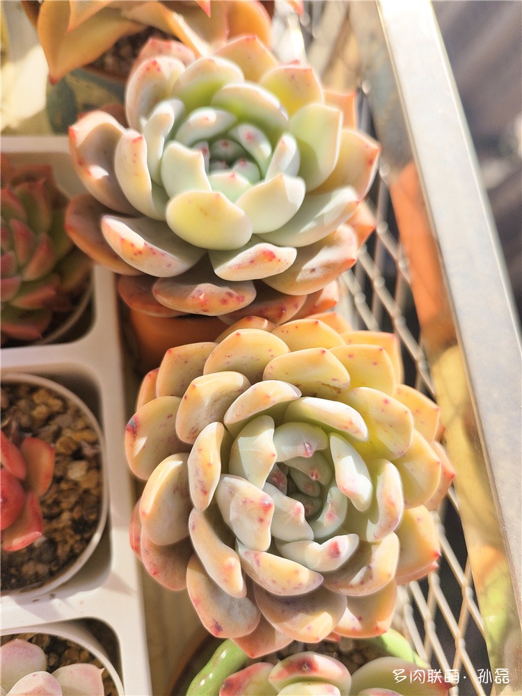 橙子