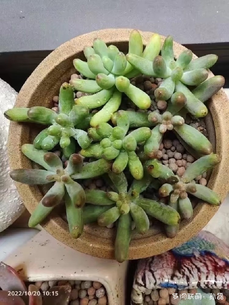 乙女心