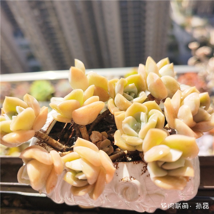 可爱玫瑰