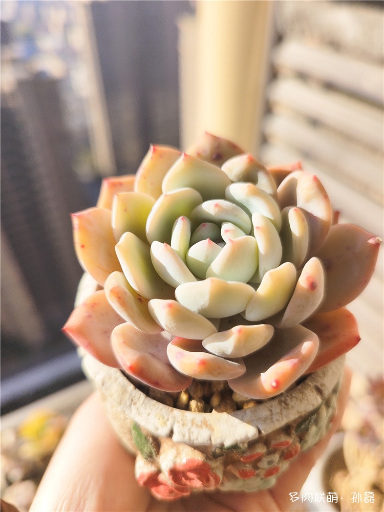 橙子