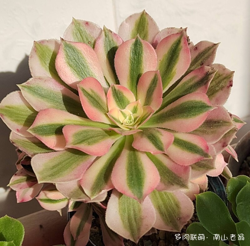 阳光正好，晒下多肉
