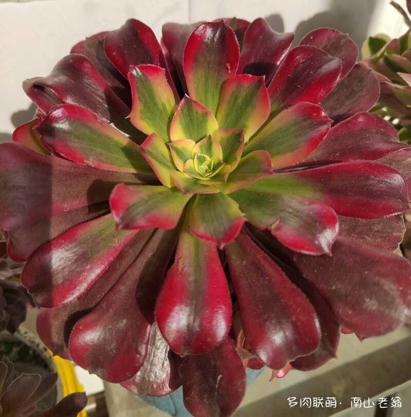 阳光正好，晒下多肉