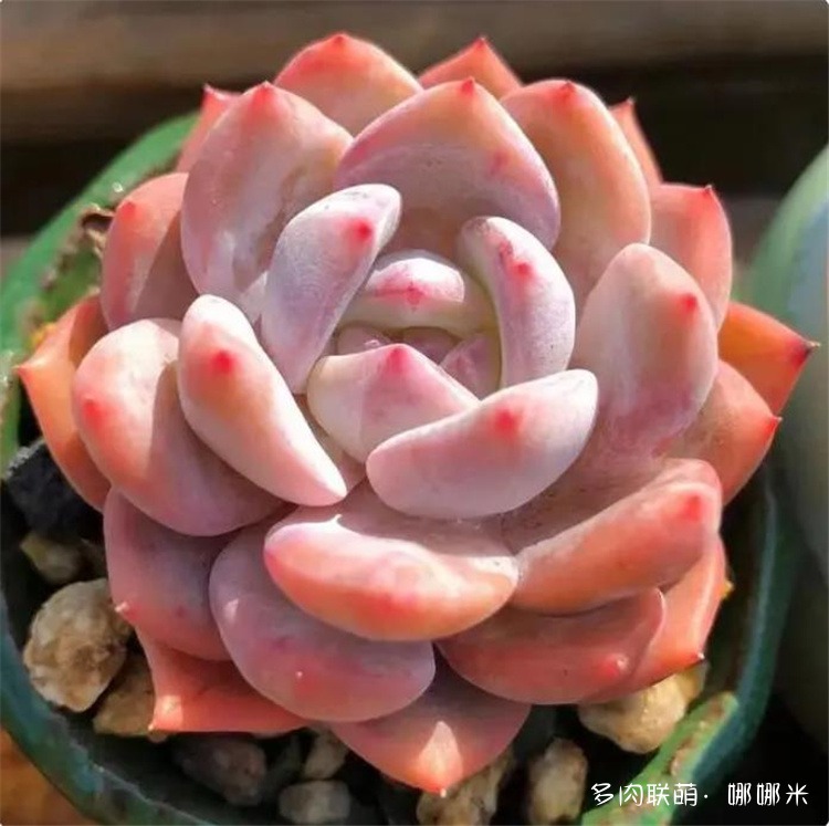 橙梦露