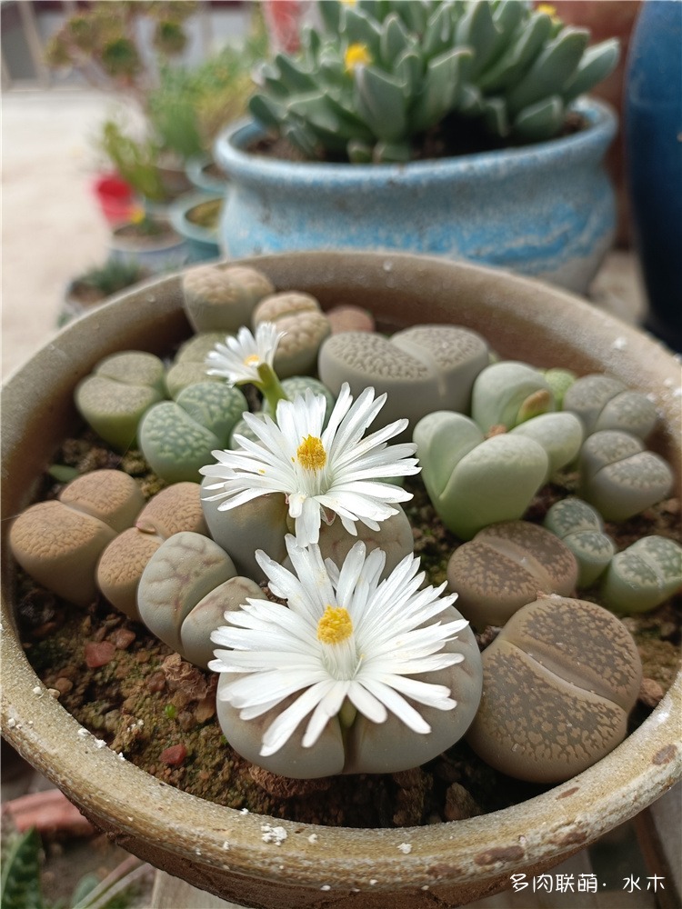 生石花