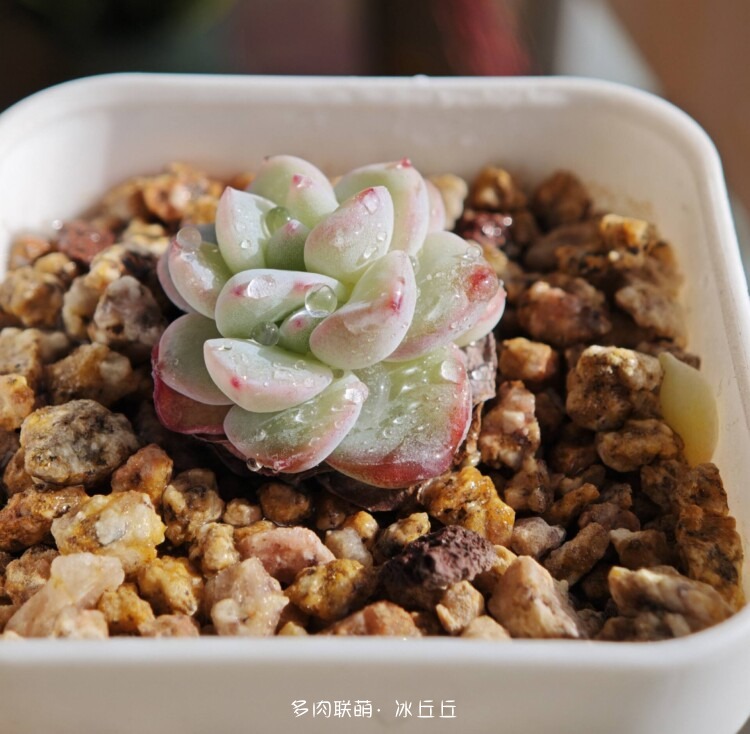 多肉变好看了