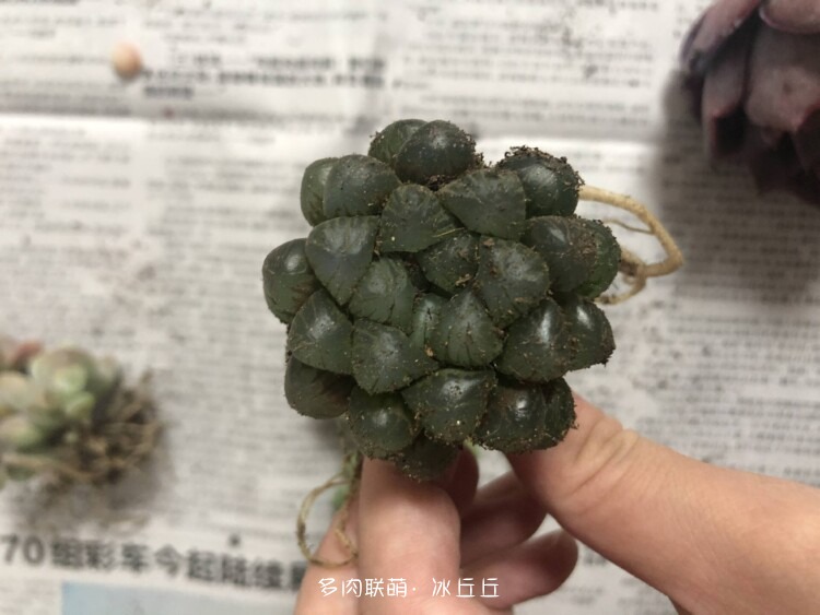 多肉变好看了