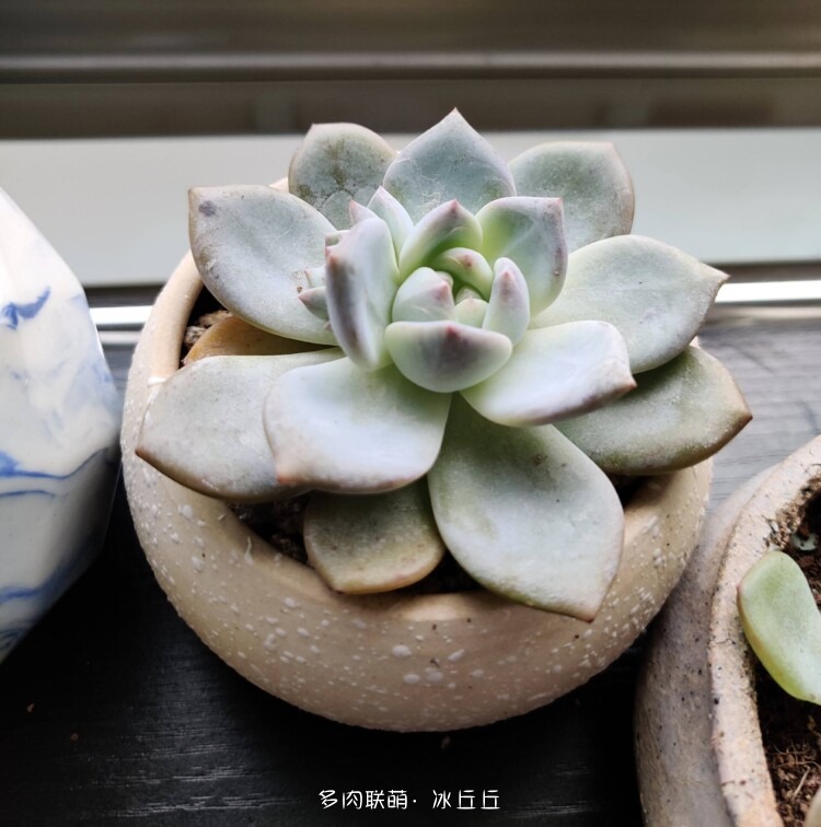 多肉变好看了