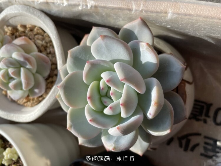 多肉变好看了