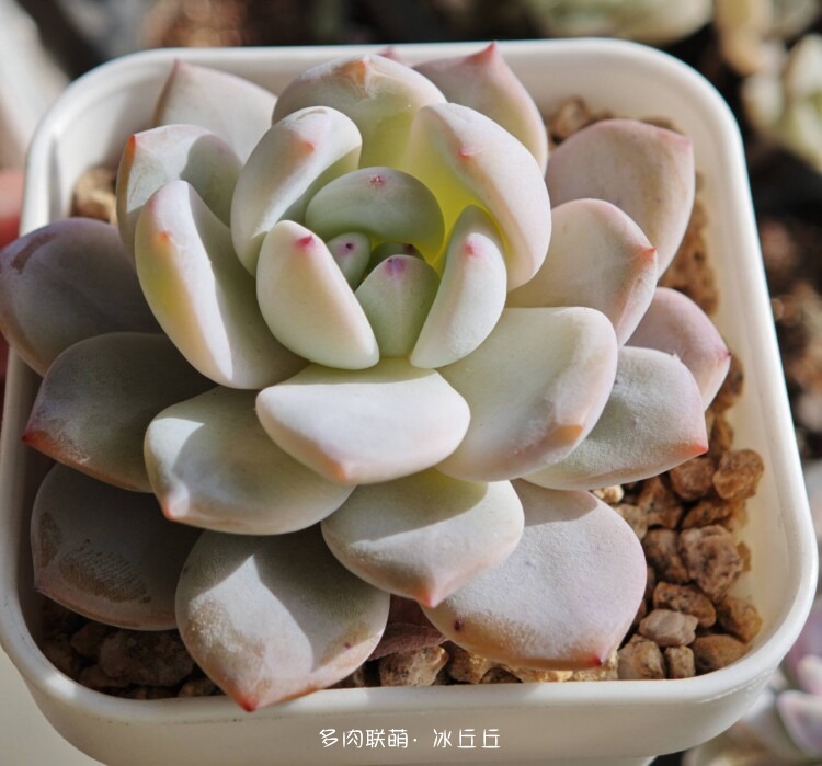 多肉变好看了