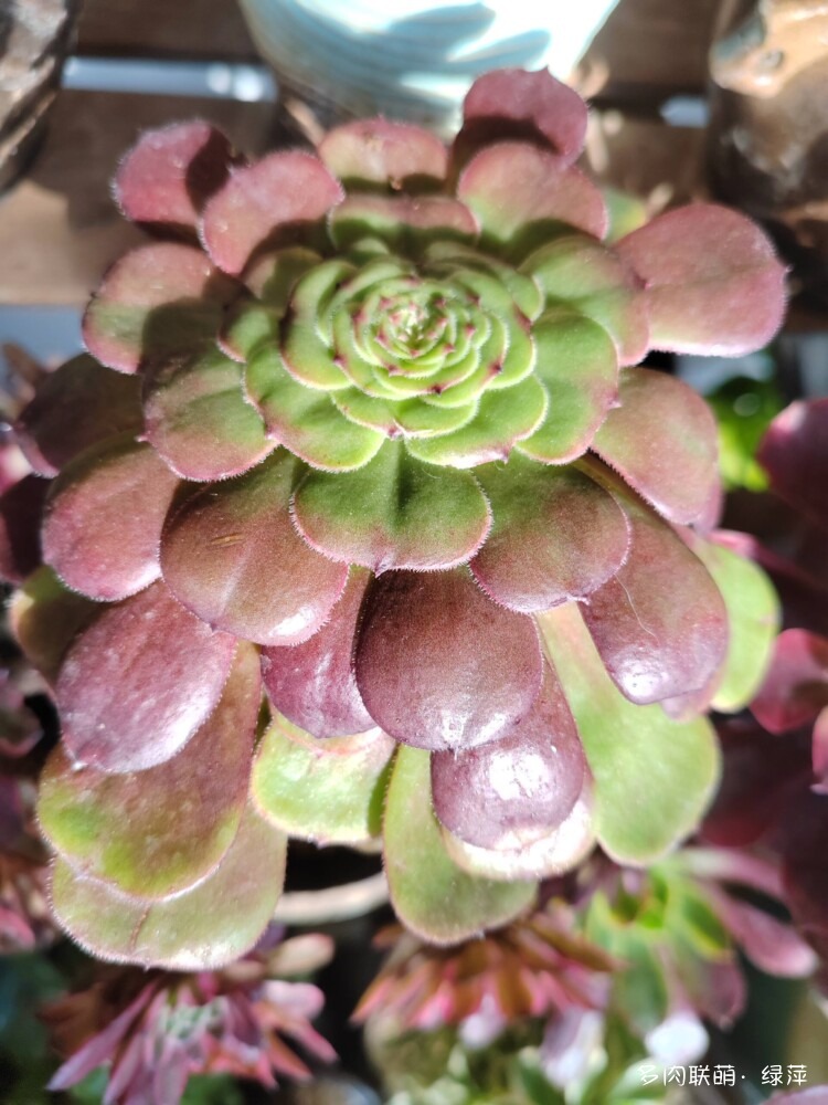 生日快乐，多肉相伴