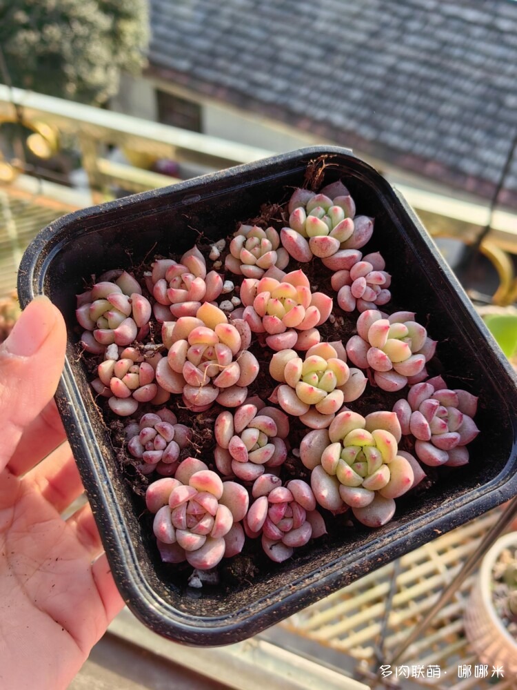 买多肉，种多肉