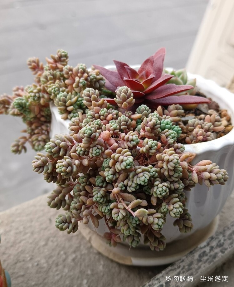 多肉的成长变化对比照