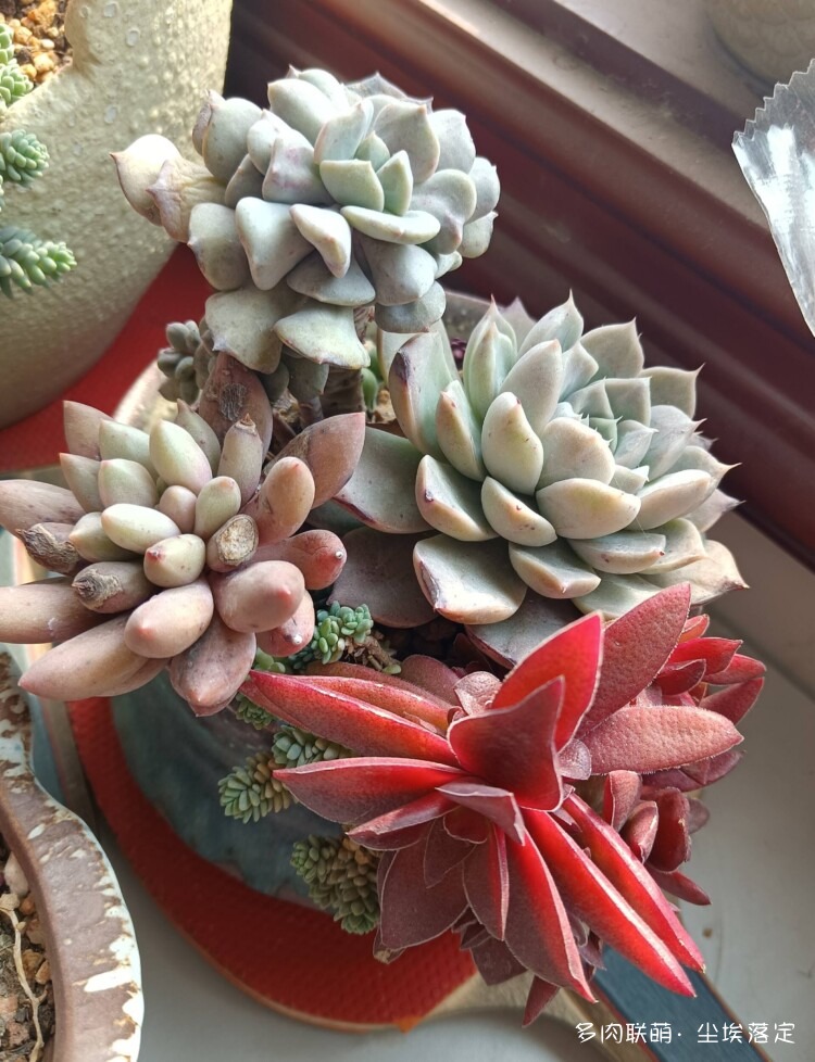 多肉的成长变化对比照
