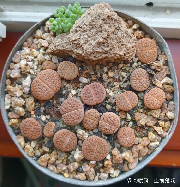 多肉的成长变化对比照