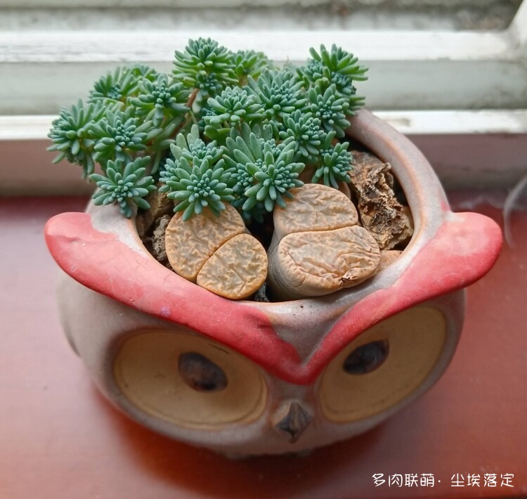 多肉的成长变化对比照