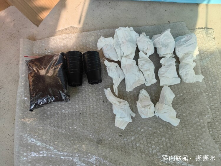 买多肉，种多肉
