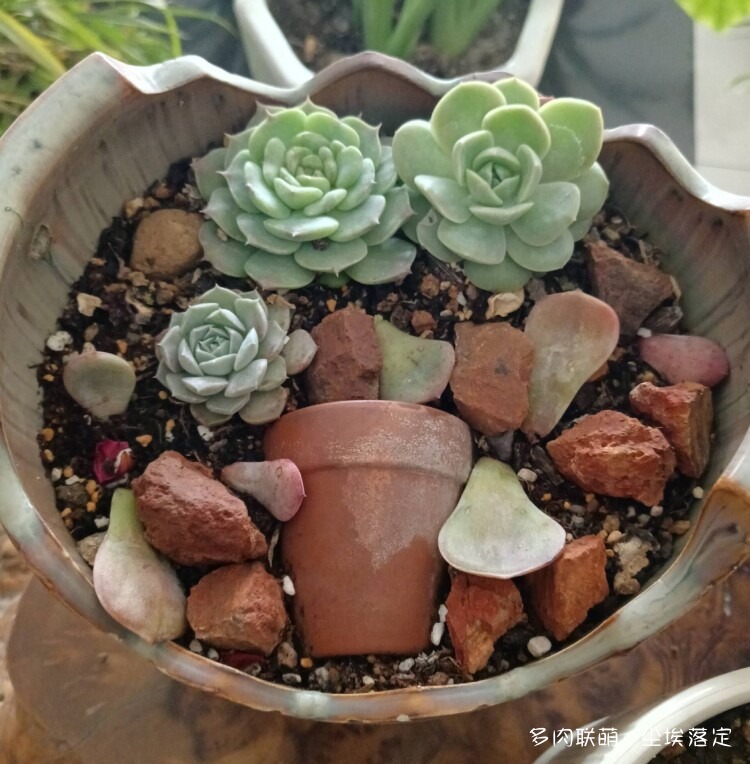 多肉的成长变化对比照