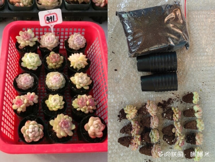 买多肉，种多肉