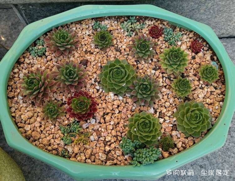 多肉的成长变化对比照