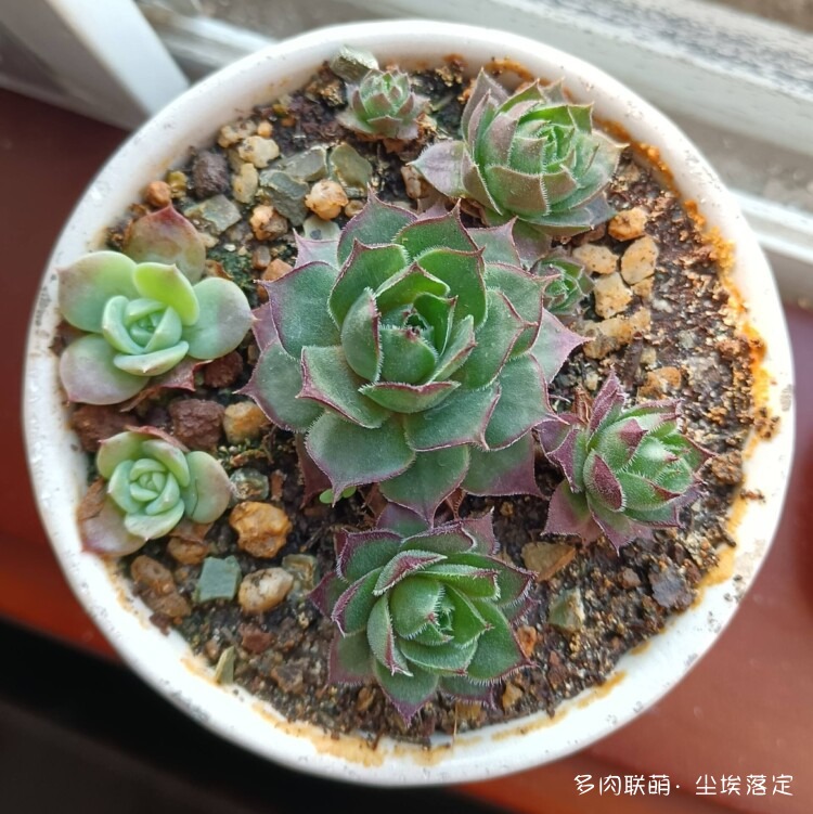 多肉的成长变化对比照
