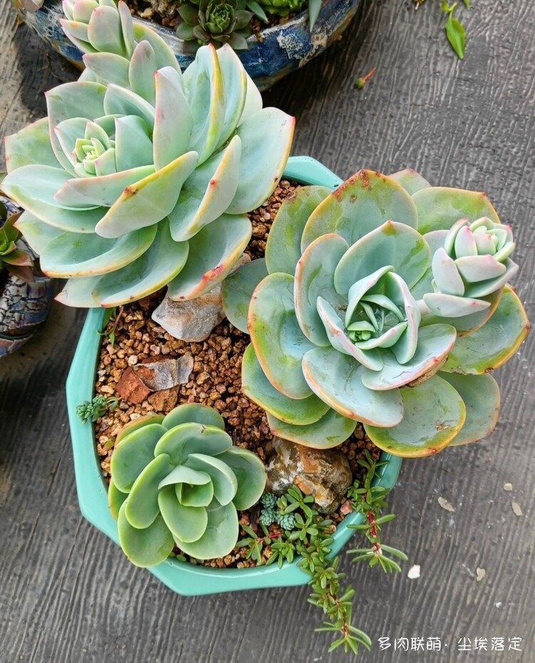 多肉的成长变化对比照
