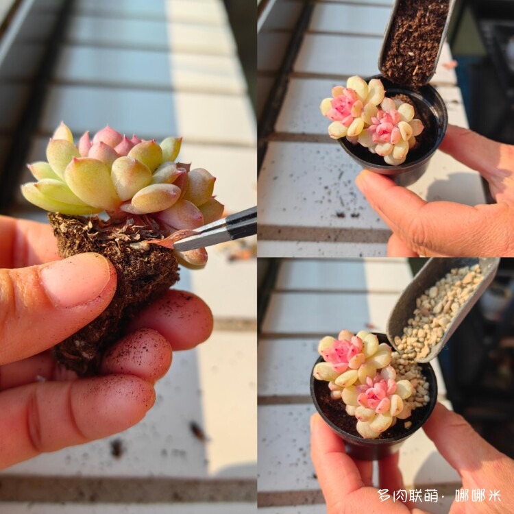 买多肉，种多肉