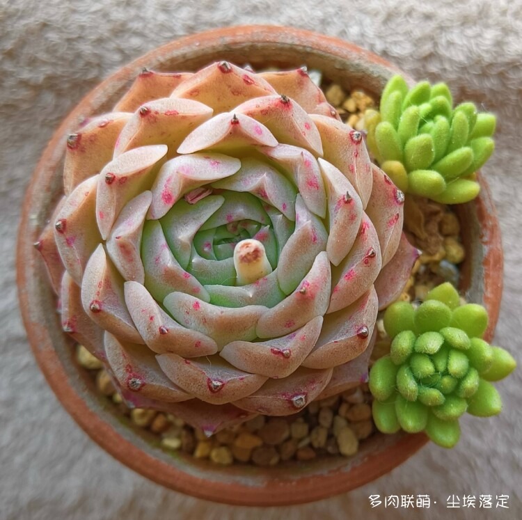 多肉的成长变化对比照