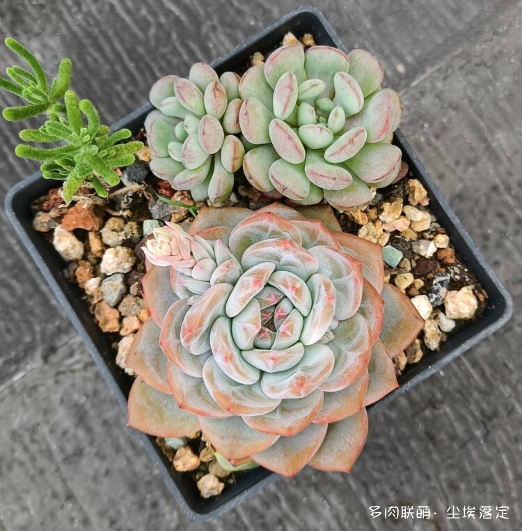 多肉的成长变化对比照
