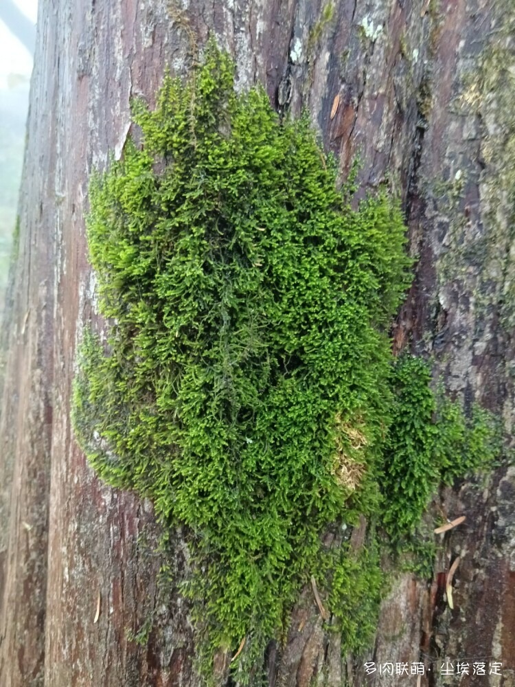 多肉的成长变化对比照
