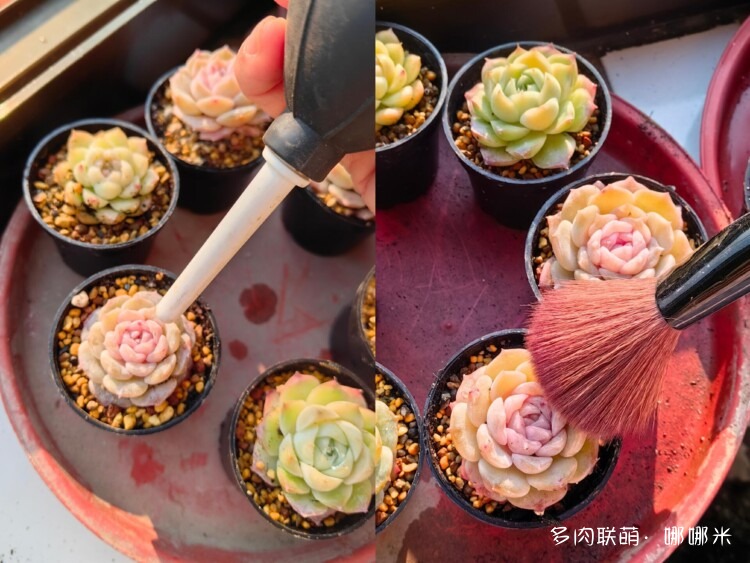 买多肉，种多肉