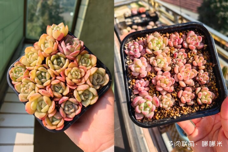 买多肉，种多肉