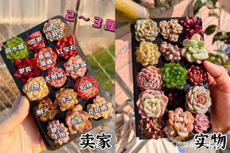 买多肉，种多肉