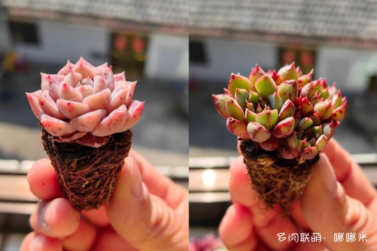 买多肉，种多肉