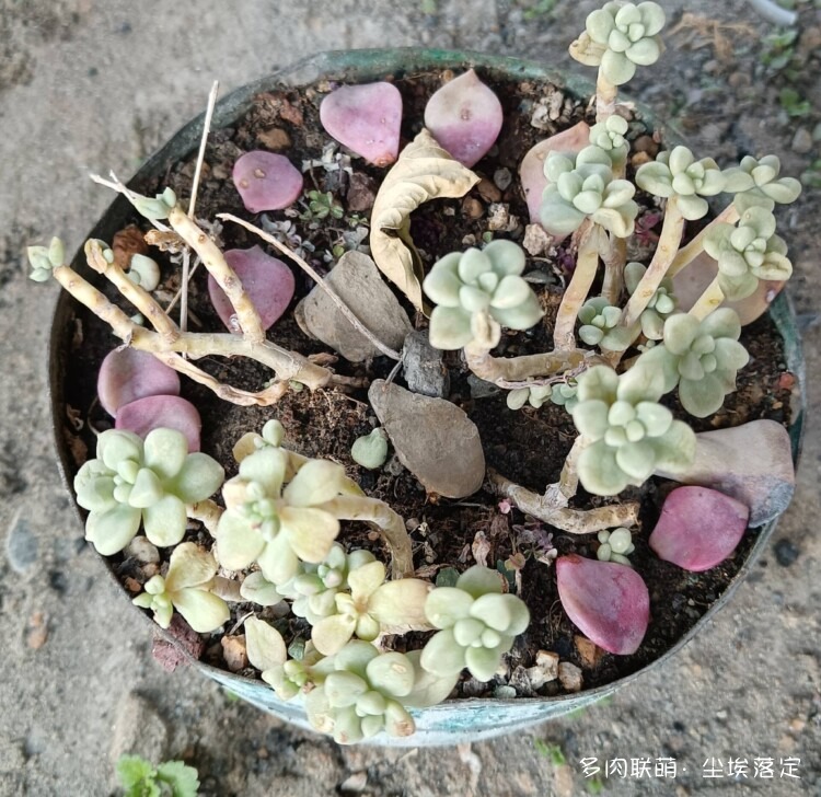 多肉的成长变化对比照