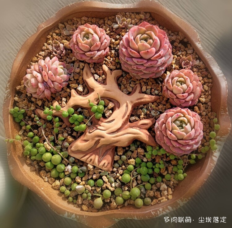 多肉的成长变化对比照