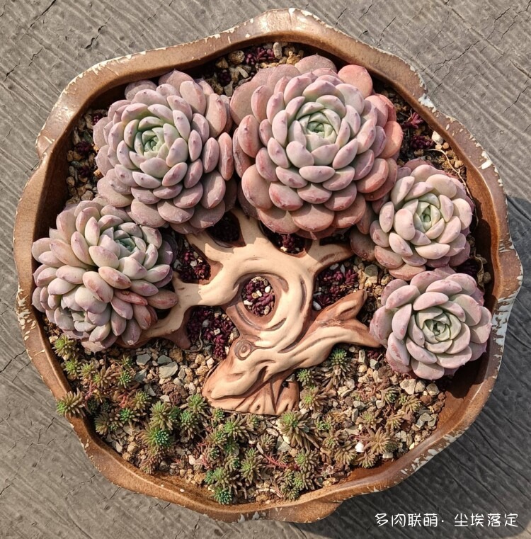 多肉的成长变化对比照