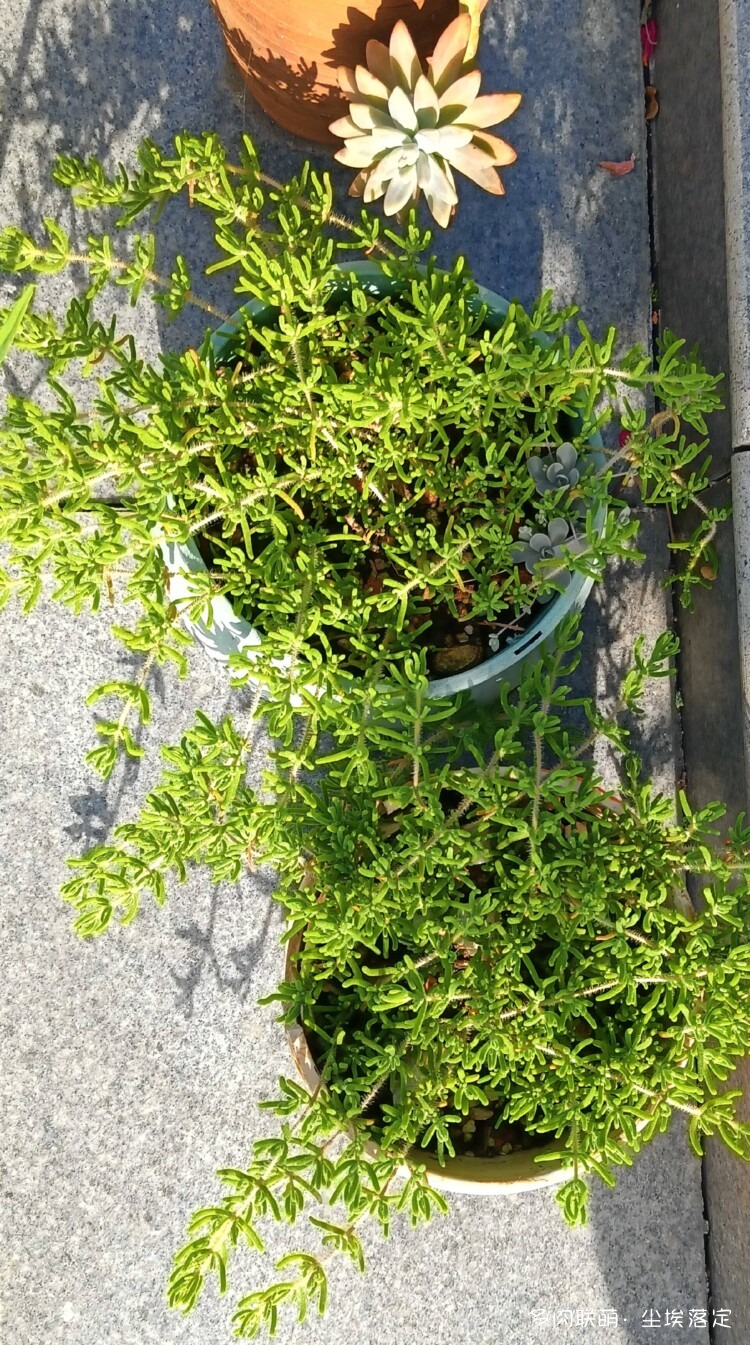 多肉的成长变化对比照