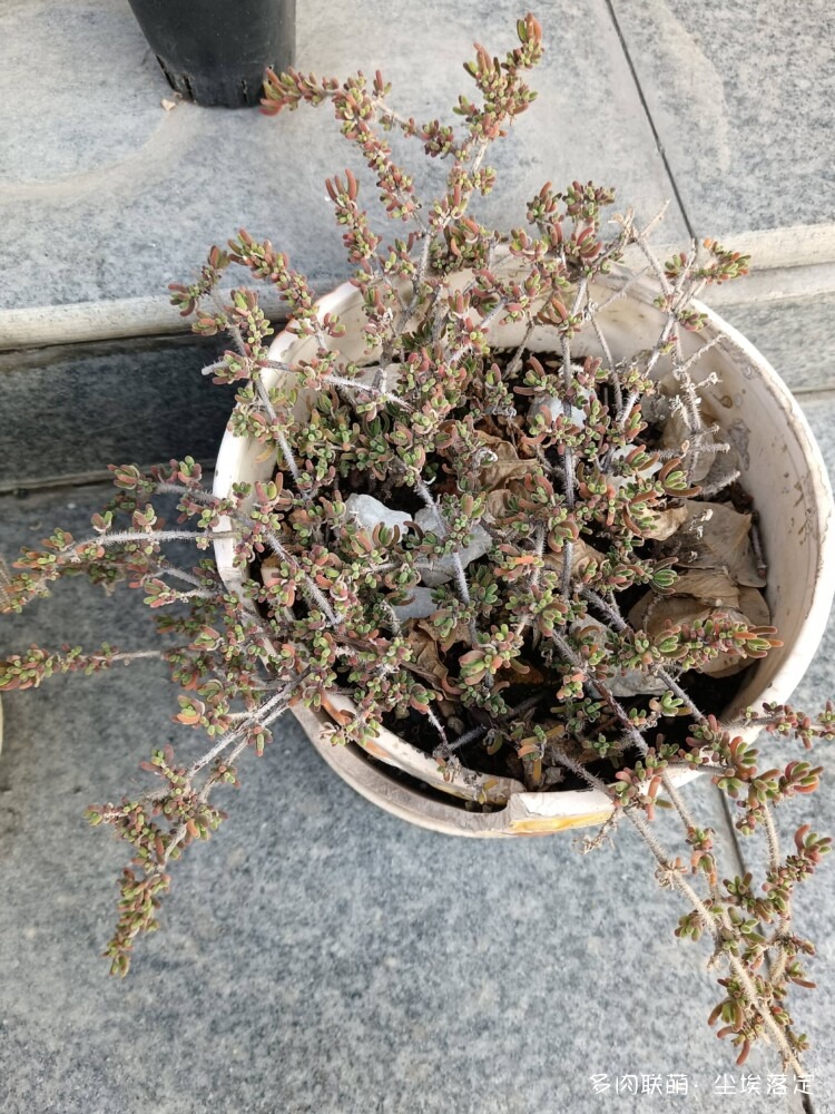 多肉的成长变化对比照