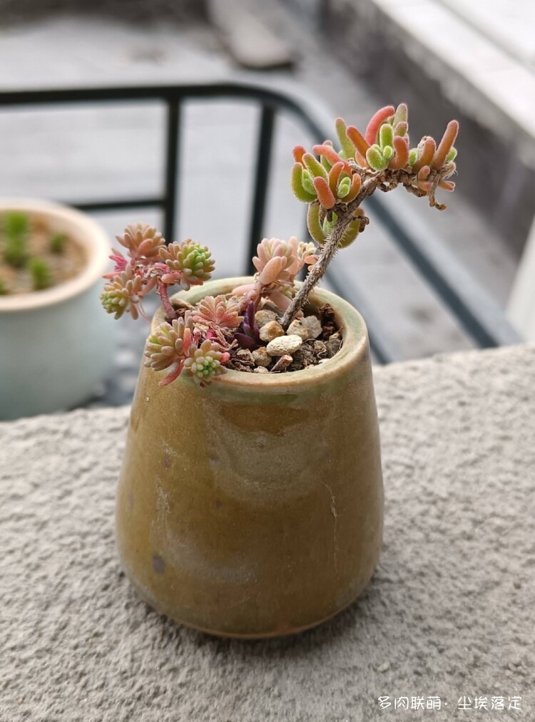 多肉的成长变化对比照