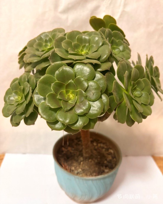 各种各样的法师