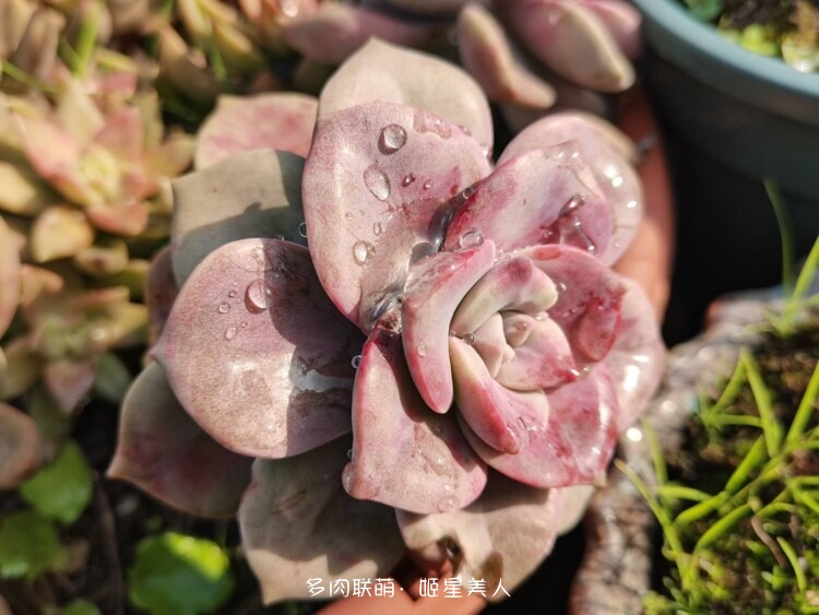 多肉，每一盆都爱