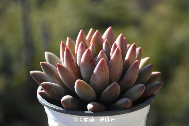 多肉红红火火贺新年
