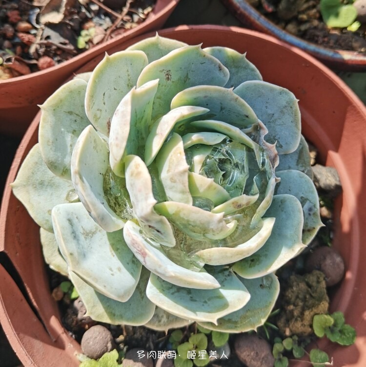 多肉，每一盆都爱