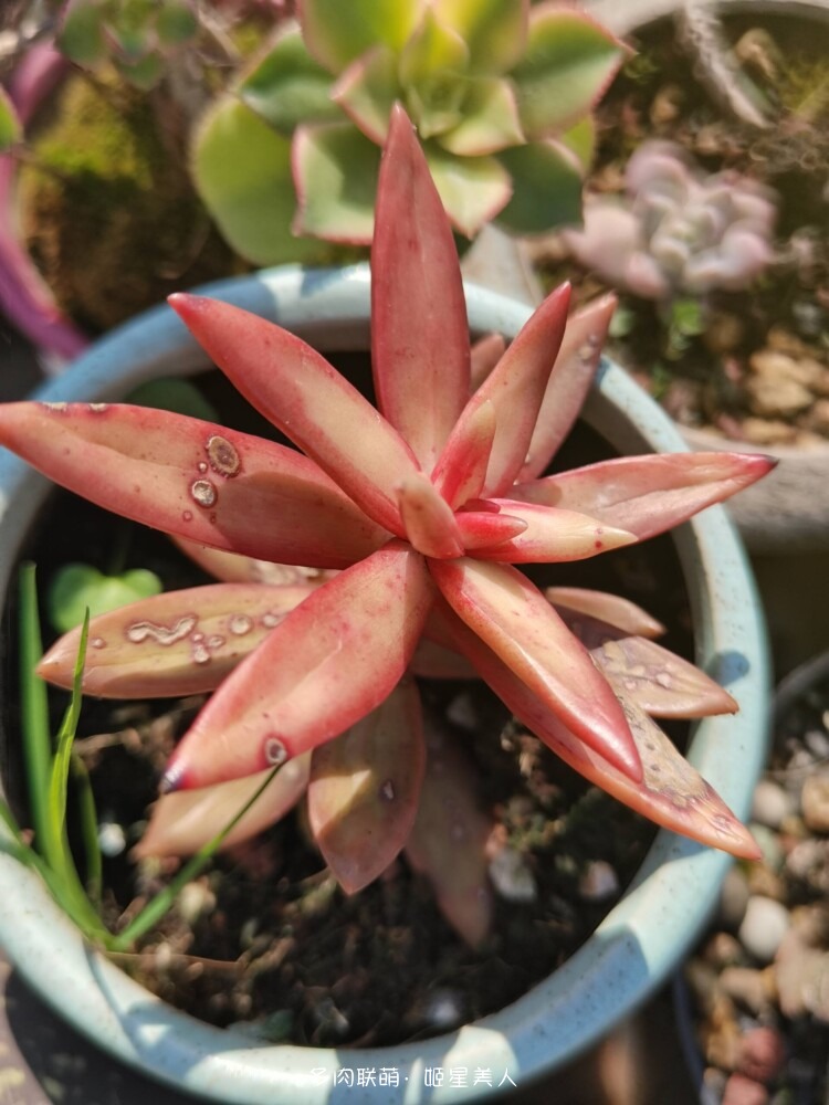多肉，每一盆都爱