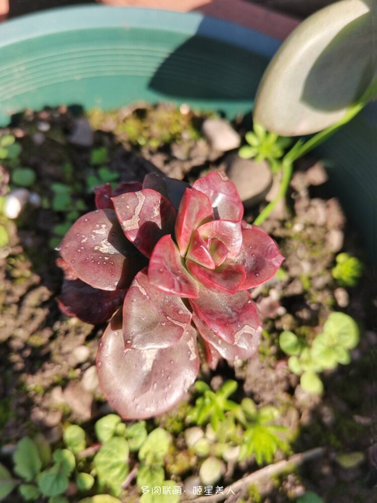 多肉，每一盆都爱