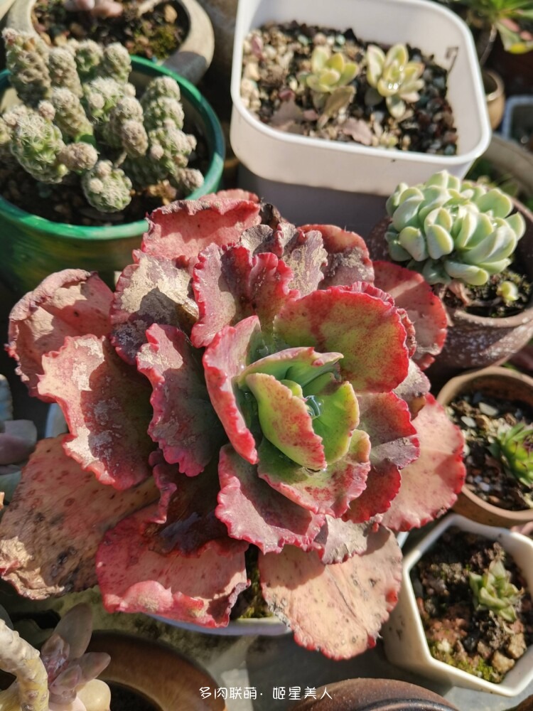 多肉，每一盆都爱