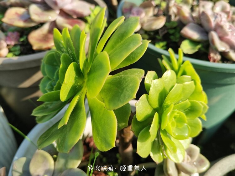 多肉，每一盆都爱